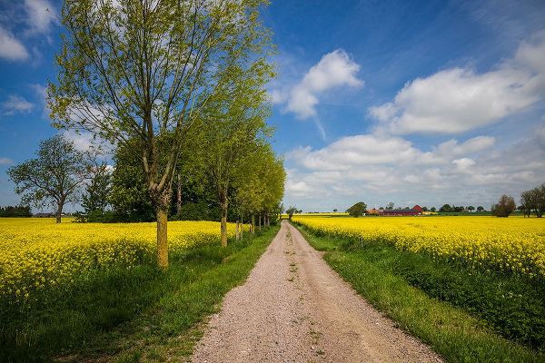 Bibikow, Walter 아티스트의 Southern Sweden-Boste lage-country road with yellow flowers-springtime작품입니다.